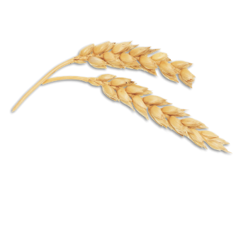 Wheat